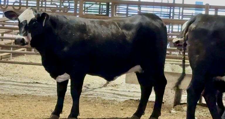 Bred Black Motley Face Heifers-Division Reserve Champion Pen