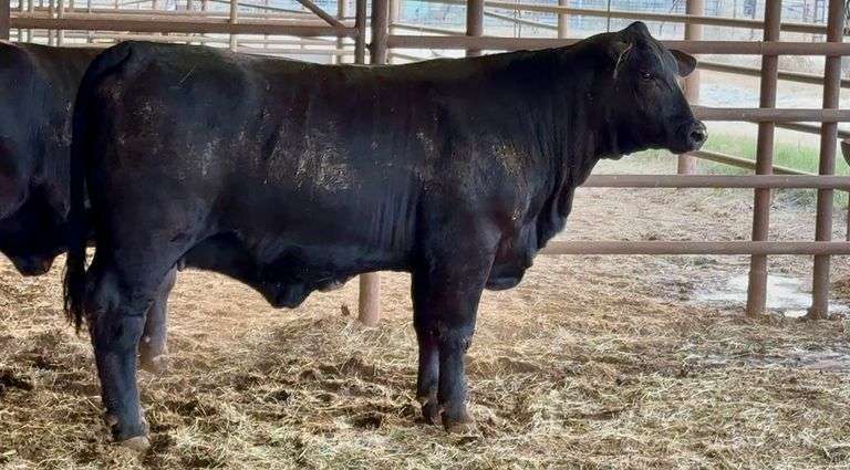 Bred Brangus Heifers-Grand Champion Overall Pen