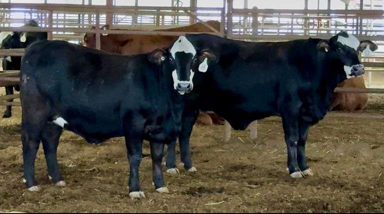 Bred Black Motley Face Heifers