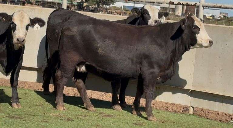 Bred Black Whiteface Heifers