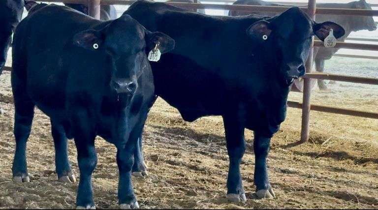 Bred Brangus Heifers