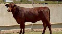 Bred Santa Gertrudis