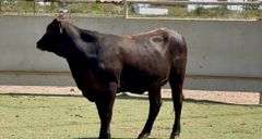 Bred Brangus Cross