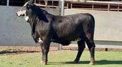 Bred Black Motley Face Heifers
