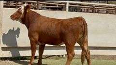Bred Red Whiteface