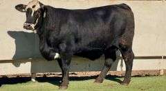 Bred Black Motley Face Heifer