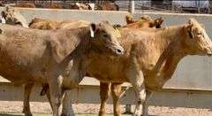 Bred Charolais & Charolais Cross Heifers