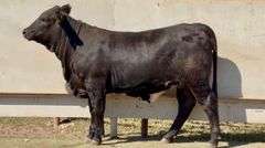 Black Beefmaster