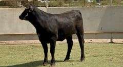 Bred Black Motley Face