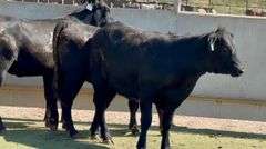Bred Angus Heifers