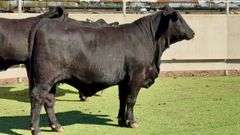 Bred Brangus Heifers