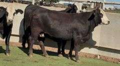 Bred Black Whiteface Heifers