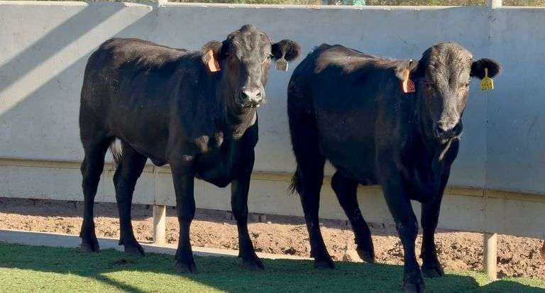 Bred Brangus Heifers