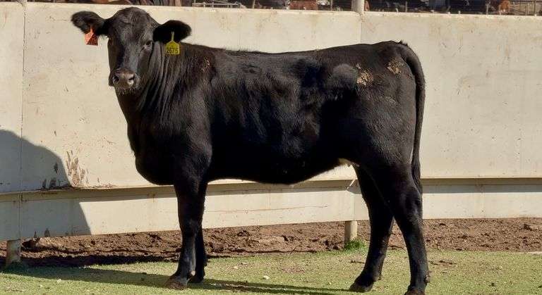 Bred Angus Cross