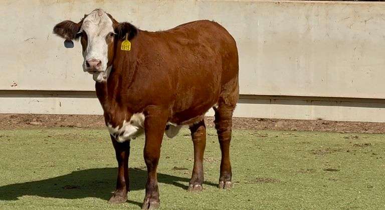 Red Whiteface Replacement Heifer