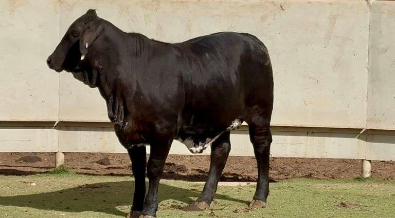 Brangus Cross Replacement Heifer