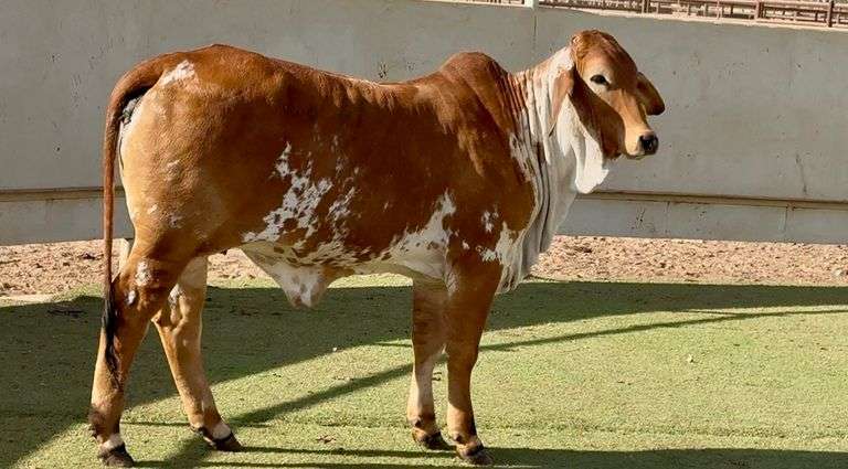 Brahman Replacement Heifer