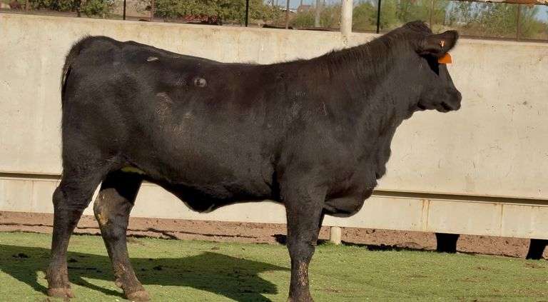 J&J Cattle Co: Bred Replacement Heifer Online Auction