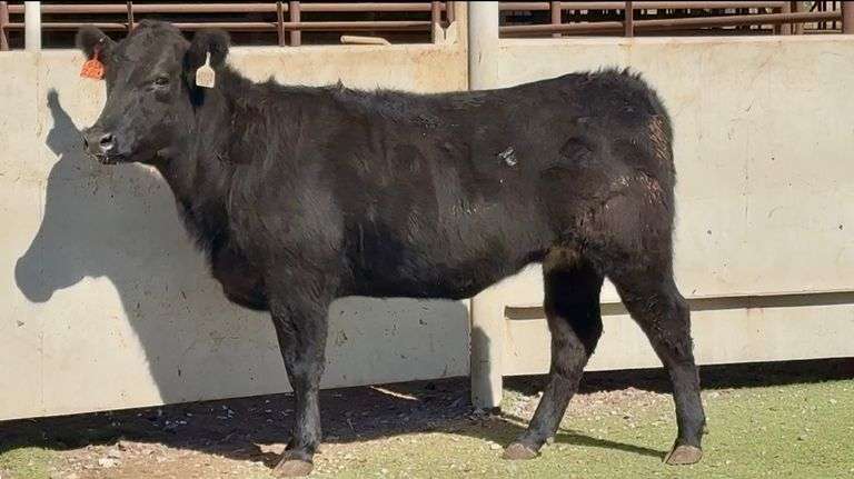 Bred Angus