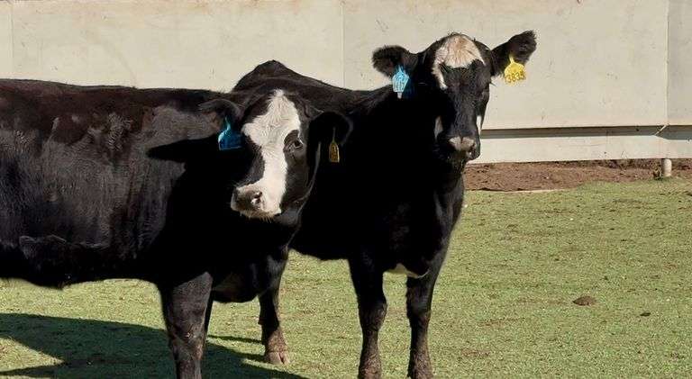 Bred Black Whiteface Heifers