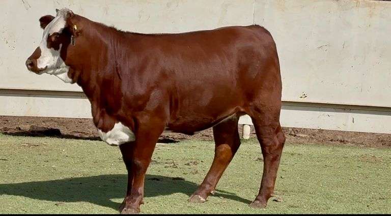 Santa Gertrudis Hereford Cross Replacement Heifer