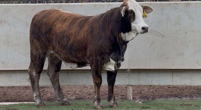 Open F1 Tigerstripe Braford