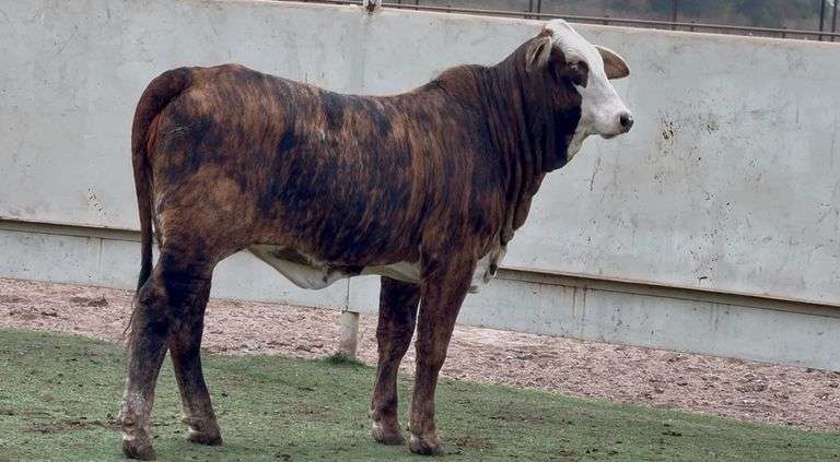 J&J Cattle Co:  Open Replacement Heifer Online Auction