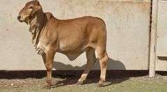Red Brahman Replacement Heifer