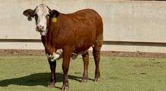 Red Whiteface Replacement Heifer