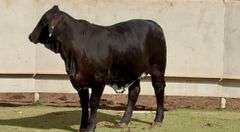 Brangus Cross Replacement Heifer