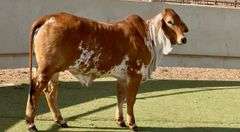 Brahman Replacement Heifer