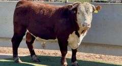 Lot #9181 Hereford Bull