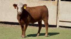 Bred Red Whiteface