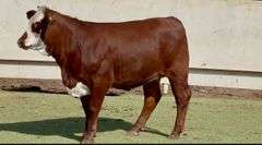 Santa Gertrudis Hereford Cross Replacement Heifer