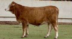 Braford Replacement Heifer