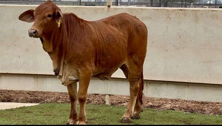 Red Brahman Cross