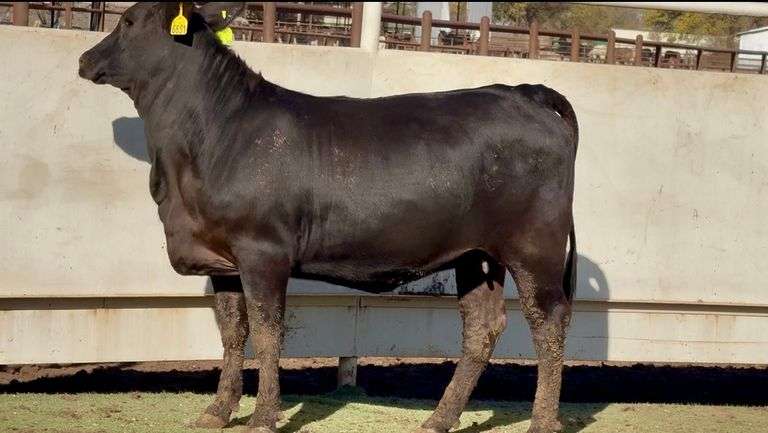 Heavy Bred Brangus Heifer