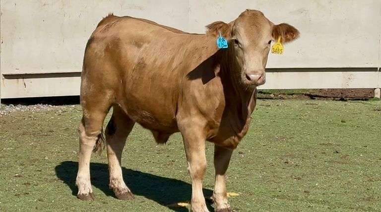 Bred Charolais Beefmaster Cross