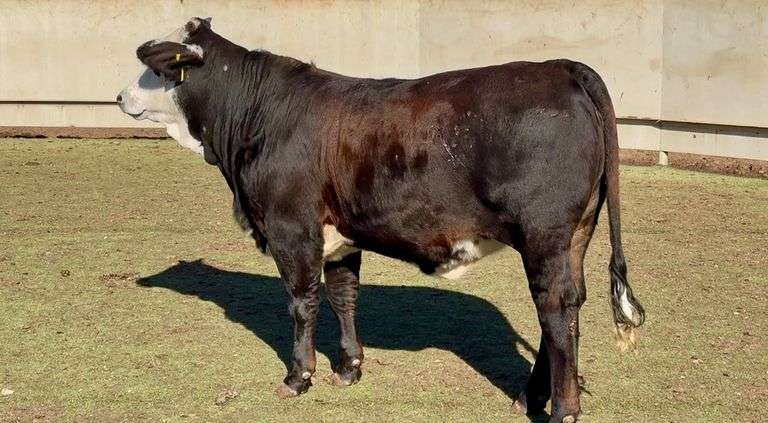 J&J Cattle Co:  Bred & Open Replacement Heifer Online Auction