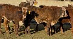Tigerstripe & Chocolate Braford Replacement Heifers