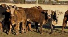 Tigerstripe & Chocolate Braford Replacement Heifers