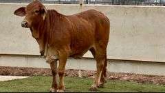 Red Brahman Cross