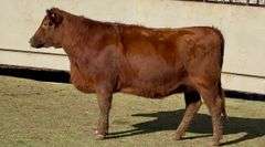 Bred Red Angus Heifer