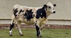 Lots of Spots