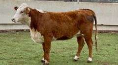 Bred Hereford Heifer
