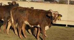 Tigerstripe & Chocolate Braford Replacement Heifers
