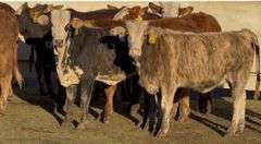 Tigerstripe & Chocolate Braford Replacement Heifers