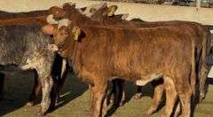 Tigerstripe & Chocolate Braford Replacement Heifers