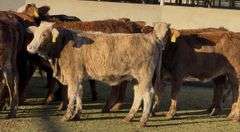 Tigerstripe & Chocolate Braford Replacement Heifers