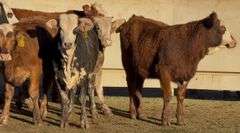 Tigerstripe & Chocolate Braford Replacement Heifers